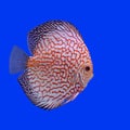 Pompadour or symphysodon fish Royalty Free Stock Photo