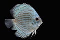 Pompadour (Discus) fish with copy space Royalty Free Stock Photo