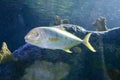 Pompano Fish in the Ocean