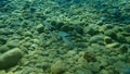 Pompano Trachinotus or derbio or silverfish and sargo or white seabream Diplodus sargus undersea.
