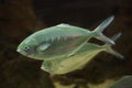 Pompano Trachinotus ovatus Royalty Free Stock Photo