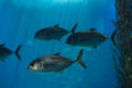 Pompano Trachinotus ovatus Royalty Free Stock Photo