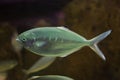 Pompano Trachinotus ovatus Royalty Free Stock Photo