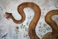 Pompeii, Italy, June 26, 2020 detail of a fresco from a Roman house Royalty Free Stock Photo