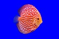 Pompadour fish on blue background Royalty Free Stock Photo
