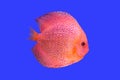 Pompadour fish on blue background Royalty Free Stock Photo