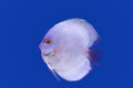 Pompadour fish on blue background Royalty Free Stock Photo
