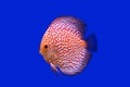 Pompadour fish Royalty Free Stock Photo