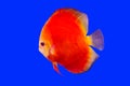 Pompadour fish series Royalty Free Stock Photo