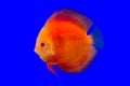 Pompadour fish series Royalty Free Stock Photo