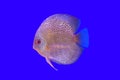 Pompadour fish series Royalty Free Stock Photo