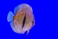 Pompadour fish series Royalty Free Stock Photo