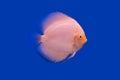 Pompadour fish series Royalty Free Stock Photo