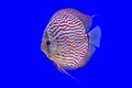 Pompadour fish series Royalty Free Stock Photo