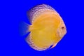 Pompadour fish on blue background Royalty Free Stock Photo