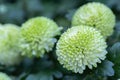 Pompom chrysanthemums flower in garden at sunny summer or spring day for decoration and agriculture design