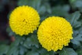 Pompom chrysanthemums flower in garden at sunny summer or spring day for decoration. Yellow flower