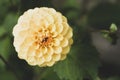 Pompom Dahlia flower close up. Growing flowers in garden. Royalty Free Stock Photo