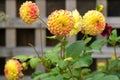 Pompom Dahlia flowers in yellow color blooming in the garden