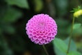 Pink Pompom Dahlia Royalty Free Stock Photo