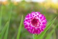 Pompon Dahlia flowers in white color marked with reddish purple