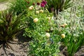 Pompon dahlia \'Hapet Compo\' produces lemon overlaid dusky pink flowers in July. Potsdam, Germany