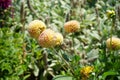 Pompon dahlia \'Hapet Compo\' produces lemon overlaid dusky pink flowers in July. Potsdam, Germany