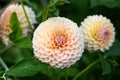 Pompon dahlia Linda`s baby flowers in summer garden Royalty Free Stock Photo