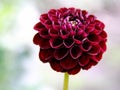 Pompon dahlia `Natal`