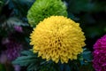 Pompon Dahlias Flowers in the Garden