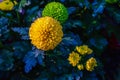 Pompon Dahlias Flowers in the Garden