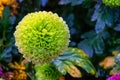 Pompon Dahlias Flowers in the Garden