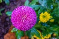 Pompon Dahlias Flowers in the Garden