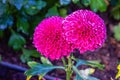 Pompon Dahlias Flowers in the Garden