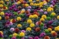 Pompon Dahlias Flowers in the Garden