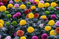 Pompon Dahlias Flowers in the Garden