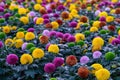 Pompon Dahlias Flowers in the Garden