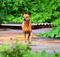 A Pompous Canine Royalty Free Stock Photo