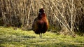 Pompous pheasant. Royalty Free Stock Photo