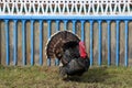 The pompous turkey-cock