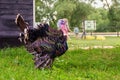 pompous turkey in the yard is trying to attract a female with bright plumage