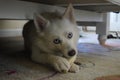 Pomsky chewing on a bone