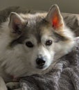 Pomsky Dog On A Blanket