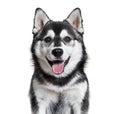 Pomsky dog panting against white background