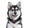 Pomsky dog portrait against white background