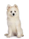 Pomsky dog on white background