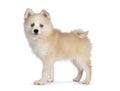 Pomsky dog on white background