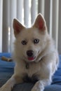 Pomsky hybrid dog portrait