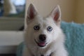 Pomsky hybrid dog portrait