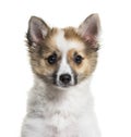 Pomsky, 4 months old, in front of white background